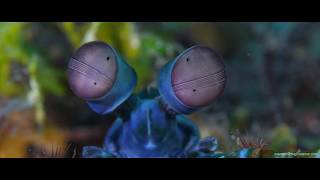 Scuba Diving Lembeh Straits Helmahera Raja Ampat aboard Mermaid 1 [upl. by Walley]