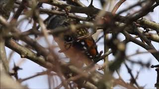 Spotted Pardalote call [upl. by Koser]