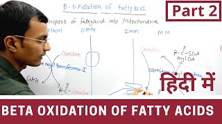 Beta Oxidation of Fatty acids in Hindi  Part 2 [upl. by Zischke]