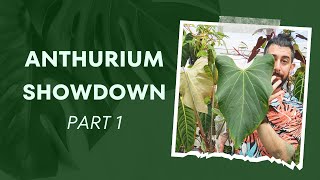 🌺 Anthurium Showdown Easy Finds 🌿 Part 1 [upl. by Leiru]