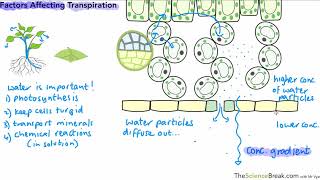 Factors Affecting Transpiration for AQA 91 GCSE Biology and Trilogy Combined Science [upl. by Isidora]