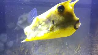 Longhorn Cowfish Boxfish in Temporary Holding Aquarium [upl. by Corbin]