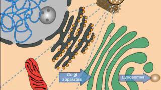 Lysosomal Storage Diseases Cell Introduction [upl. by Macpherson]