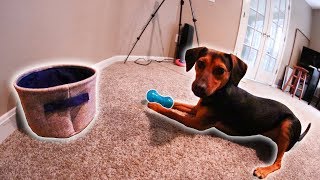 PUPPY DOES INSANE TRICK SHOT [upl. by Rhoades675]