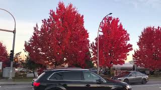 Red Maple Tree in Deep Fall [upl. by Aleron]