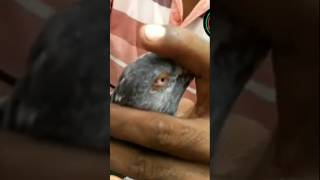 আপনি কি জানেন কবুতরের পা কেন লাল হয় viral viralvideo history trending foryou cute pigeon [upl. by Aimee]