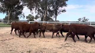 9 Shorthorn Heifers [upl. by Haidej]