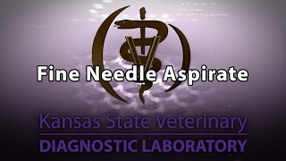 Fine Needle Aspirate [upl. by Aleirbag]