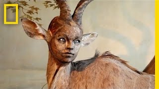 HumanLooking Faces on Animal Bodies Taxidermy as Art  National Geographic [upl. by Randolf]