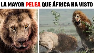 Leon  LEONES EMPEZAN UNA GUERRA SANGRIENTA EN LA SABANA [upl. by Oirrad]