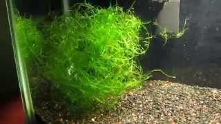 JAVA MOSS [upl. by Aiciled]