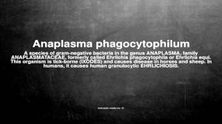 Medical vocabulary What does Anaplasma phagocytophilum mean [upl. by Lubet]