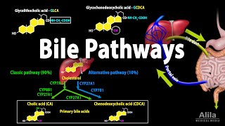 Bile Pathways and the Enterohepatic Circulation Animation [upl. by Chapman]