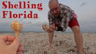 Shelling Sanibel Island Florida where to collect seashells in south florida [upl. by Marcus983]