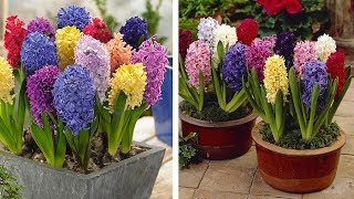 How to Plant Top Size Hyacinths Spring Garden Guide [upl. by Yanal183]