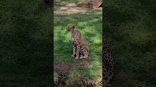 dubbo Zoo at dubbo australia [upl. by Solley]