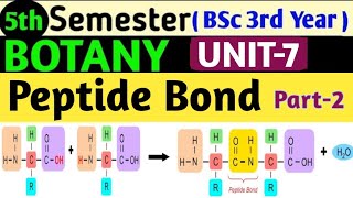 5th sem Botany Unit 7Peptide Bond in HindiPeptide BondDipeptide BondPolypeptide BondAmide Bond [upl. by Tiphanie]