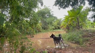 Thailand Pin Thai Music  Traditional Pin Thai Esan Music [upl. by Odele869]