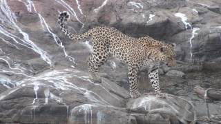 Leopard rock jumping [upl. by Adlemi981]