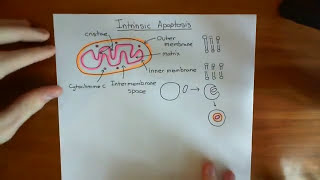 The Intrinsic Pathway of Apoptosis Part 1 [upl. by Notyalk]