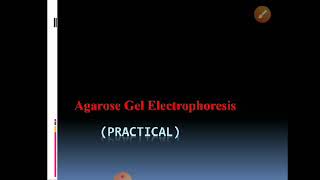 Agarose gel electrophoresis  practical [upl. by Venus]