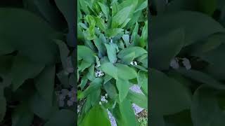 Knowing Whats Growing Lily of the Valley flowers shorts garden [upl. by Tertius]