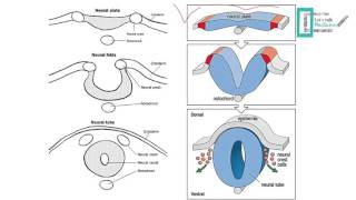 CNS Embryology [upl. by Fredkin]