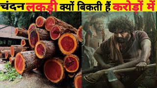 पुष्प फिल्म में चंदन की लकड़ी क्यों बिकती हैं करोड़ों में देखिए  Chandan wood selling in crores [upl. by Indnahc]