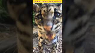 Formosan Clouded Leopard 🐆 Extinct 🦖 or Alive 😱😲 shorts [upl. by Ennovihs]