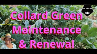 Collard Green Maintenance amp Renewal  catshobbycorner [upl. by Enyawal]