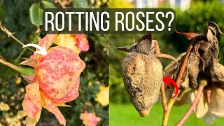 How To Cure Botrytis Blight on Roses Identify the Disease and Save Your Flowers [upl. by Nuoras366]