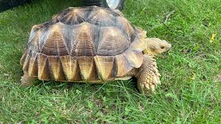 Stump Sulcata Tortoise 2yrs 4mo 1 stump power [upl. by Burr]