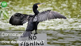 How do cormorants hunt fish  CORMORANT CAN DIVE UP TO 45 METERS  150 FEET [upl. by Neal]