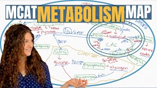 MCAT Biochemistry The 13 Metabolic Pathways Explained [upl. by Wilton]