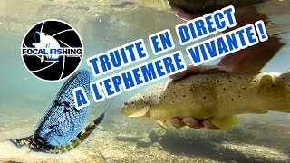 Pêche à léphémère vivante Grosses truites au rdv [upl. by Duer934]