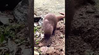 A Mongoose small terrestrial carnivorous mammal [upl. by Leziar469]