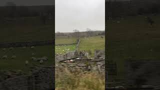 Yorkshire Dales countrymusic love holiday break rest relaxing sheep [upl. by Auria]