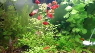 Planted Platy Tank [upl. by Renate164]