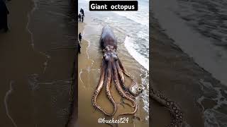 Giant octopus 👾👾👾👾youtube [upl. by Latashia]