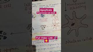 Apoptosis shorts viral youtubeshorts apoptosis biobookie immunology programmedcelldeath [upl. by Nelluc795]