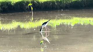 Hawaiian BlackNecked Stilt [upl. by Derwood]