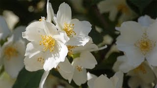 Europäischer Pfeifenstrauch Philadelphus coronarius [upl. by Massingill535]