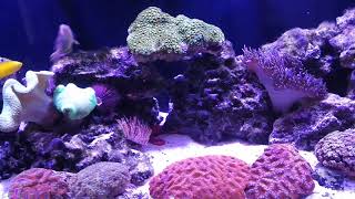 Wrasse only reef tank with 9 Wrasses how it works  part 1 [upl. by Ynaitirb]