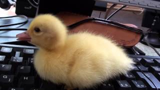 Baby Duckling on PC Keyboard take two  27 Season 2013 [upl. by Norrag399]