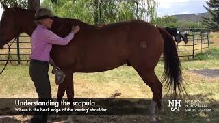 How to find where to place your saddle [upl. by Huei70]