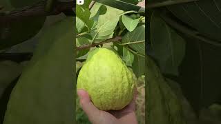 Amazing guava fruit cutting shorts gardening guavatree plants guavagarden guava fruit [upl. by Braden]