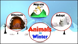 Animals in Winter  What do animals do in Winter  How Animals Prepare for Winter  Winter amp Animals [upl. by Hnahc]