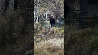 Bull moose in pinedale wyoming like subscribe comment [upl. by Bronwen629]