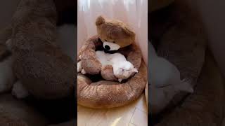 Lazy cats on sleeping beds cat kitten cutecat viralvideo 1k viralvideo shorts shortsfeed [upl. by Annissa]