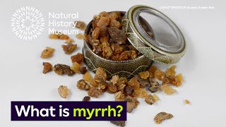 What is myrrh  Surprising Science [upl. by Jorie211]